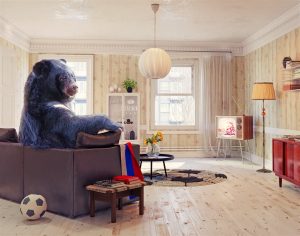 A black bear in the living room | GC Home Inspection | Home Owners Claims Pearland