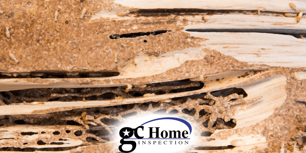 Termite damage inspection in Pearland TX showing severe wood destruction caused by active termite infestation