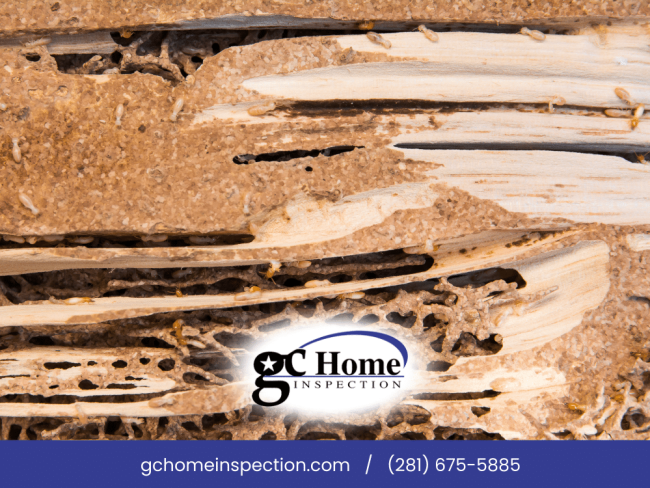 Termite damage inspection in Pearland TX showing severe wood destruction caused by active termite infestation